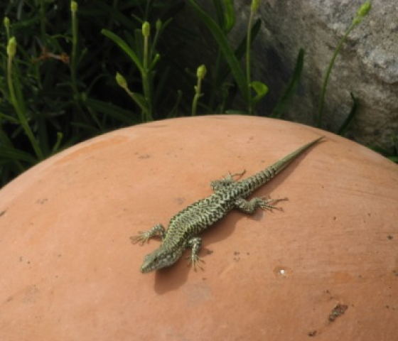 Lizard