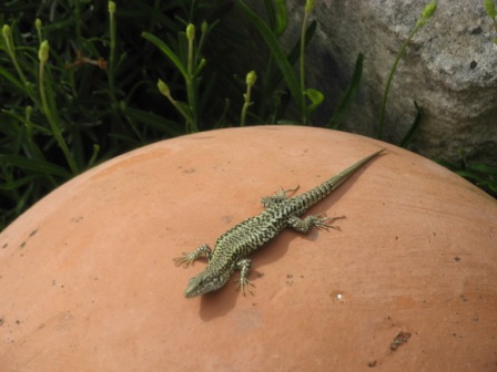 Basking lizard